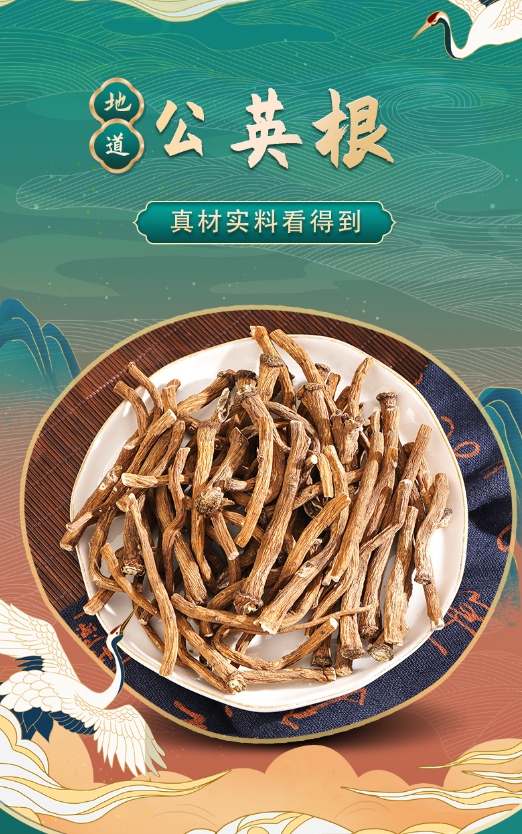 生晒蒲公英根批发 公英根大货整根蒲公英根 农产品婆婆丁根整根